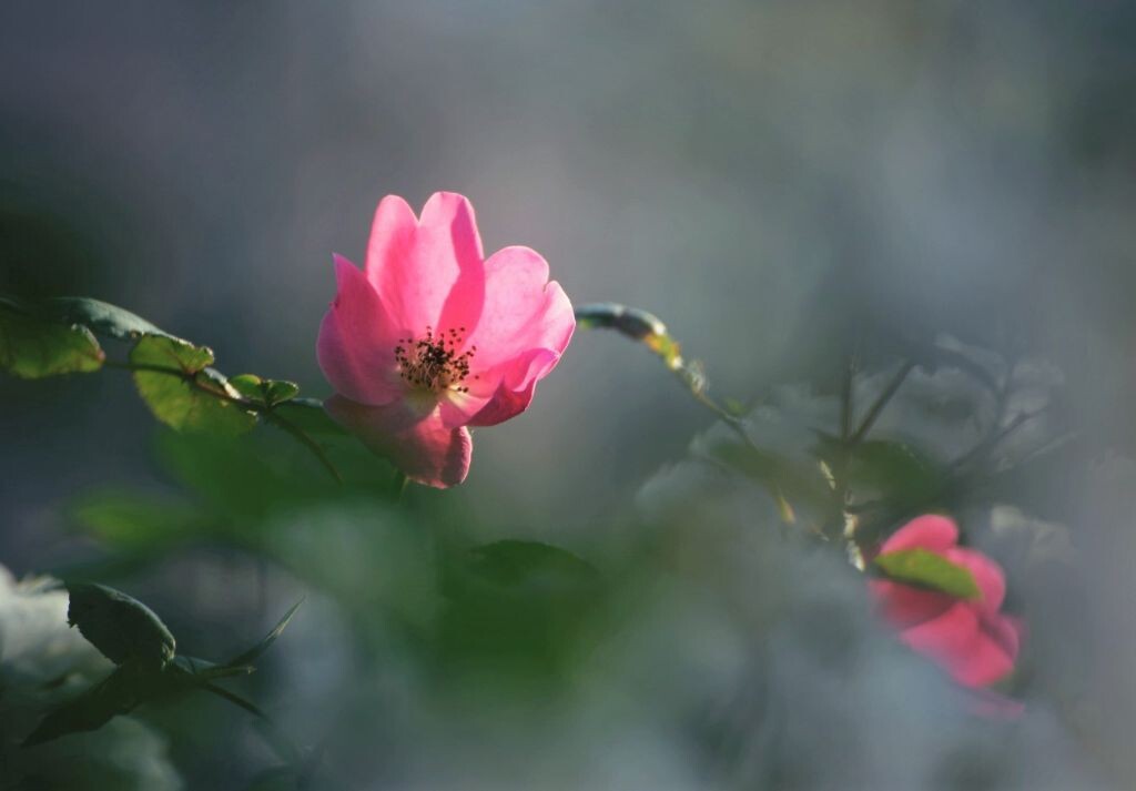 花开如梦，绚烂生命之旅的绽放与梦幻