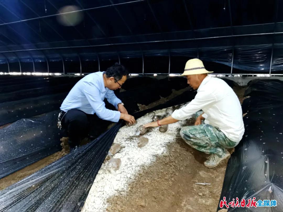 羊肚菌，药食两用之宝——神奇功效与作用解析