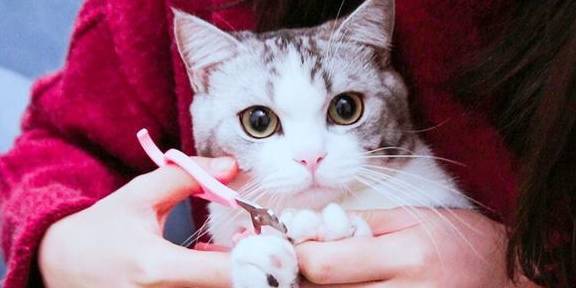 猫咪指甲被睡衣勾住跳芭蕾