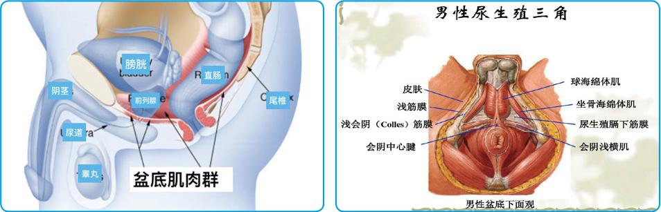 男科守护男性健康，幸福生活从此起航