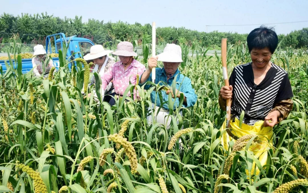 年轻人买谷子4个月花费数十万