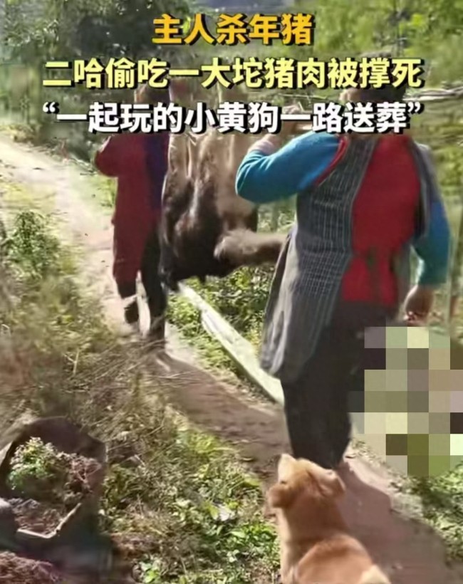 主人杀年猪，狗狗偷吃猪肉被撑死