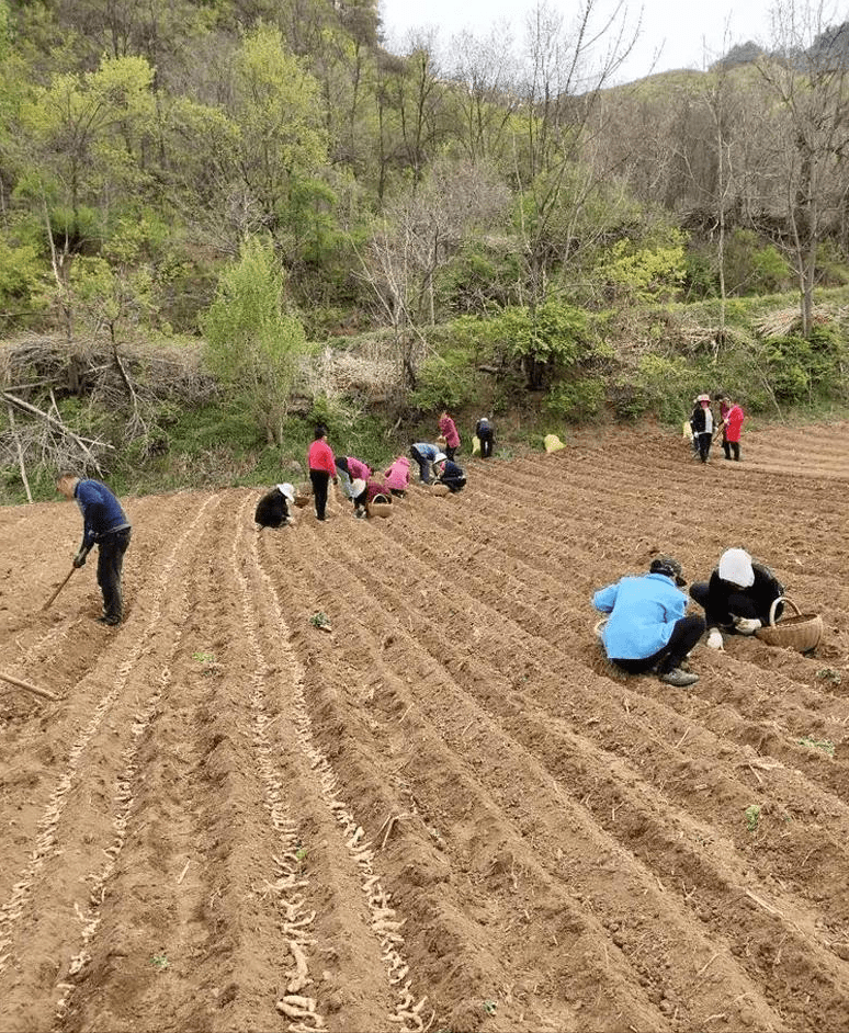 道县农业农村局新项目推动农业现代化，乡村振兴再添新动力