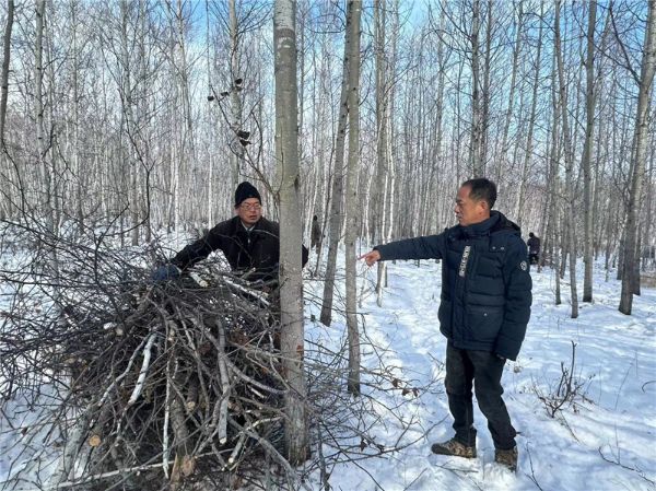 桦皮羌子林场绿色发展前沿动态，最新新闻揭示林场新面貌