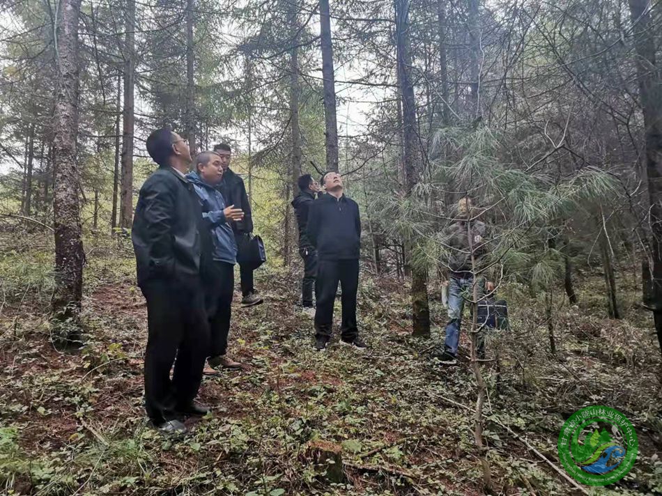 芦源林场迈向绿色生态与可持续发展新征程的规划部署