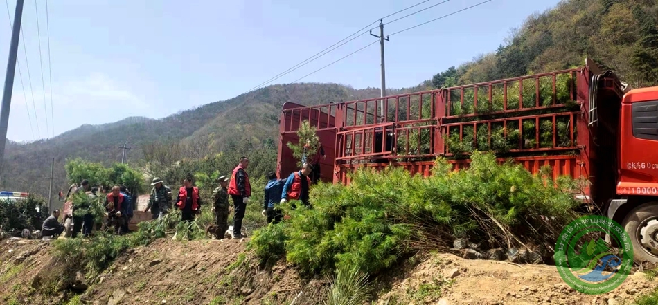 单集林场绿色发展新篇章，探索与实践项目之路