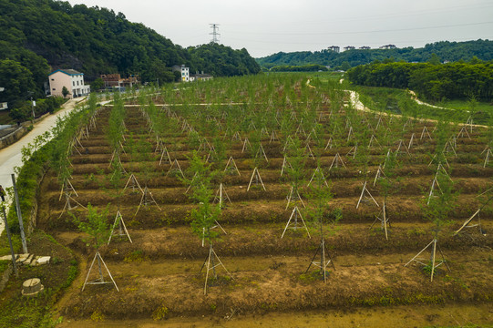 大坑苗圃场迈向绿色繁荣的未来，最新发展规划揭秘